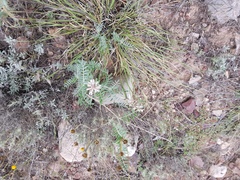 Astragalus hypoleucus