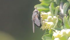 Archytas scutellatus