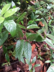 Palicourea callithrix