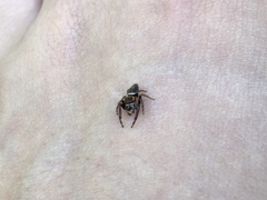 Opisthoncus nigrofemoratus