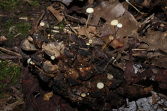 Strobilurus conigenoides