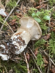 Jahnoporus hirtus