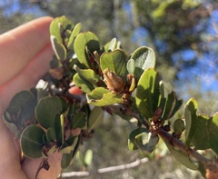 Ceanothus cuneatus