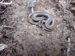 Philodryas chamissonis