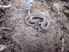 Philodryas chamissonis