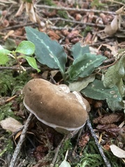 Jahnoporus hirtus