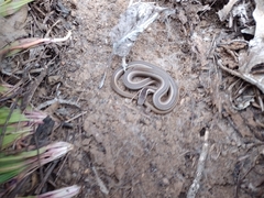 Philodryas chamissonis