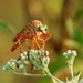 Prairie Robber Fly - Photo (c) mayfly1963, some rights reserved (CC BY), uploaded by mayfly1963