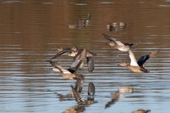 Anas crecca carolinensis