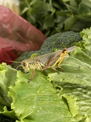 Melanoplus differentialis
