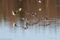 Anas crecca carolinensis