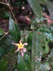 Tabernaemontana undulata