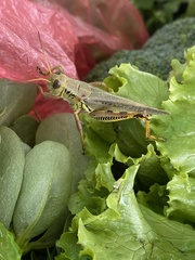 Melanoplus differentialis
