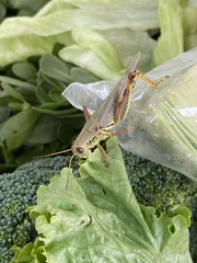 Melanoplus differentialis