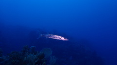 Sphyraena barracuda