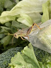 Melanoplus differentialis