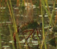 Anax longipes