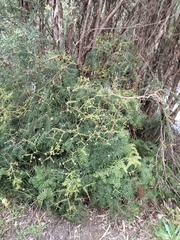 Gleichenia microphylla