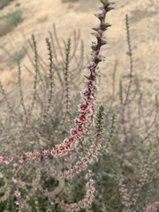 Salsola tragus