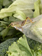 Melanoplus differentialis