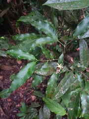 Tabernaemontana undulata