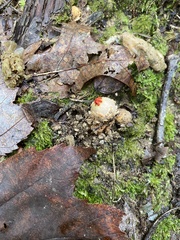 Calostoma ravenelii