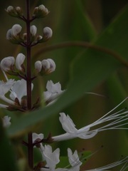 Orthosiphon aristatus