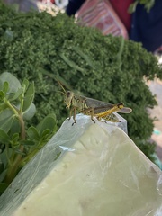 Melanoplus differentialis