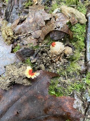 Calostoma ravenelii