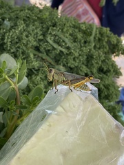Melanoplus differentialis