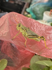 Melanoplus differentialis