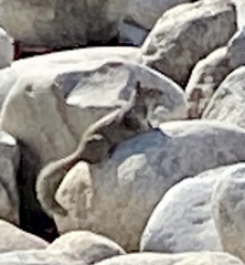 Otospermophilus beecheyi