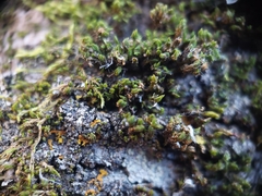 Nyholmiella obtusifolia