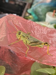 Melanoplus differentialis