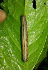 Trachea atriplicis