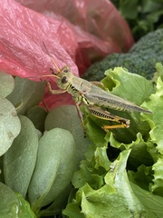 Melanoplus differentialis