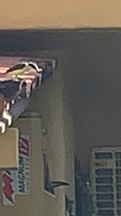 Pitangus sulphuratus