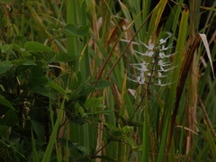 Orthosiphon aristatus