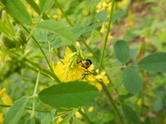 Chauliognathus marginatus