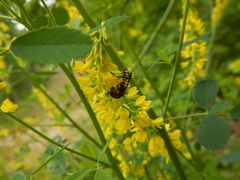 Chauliognathus marginatus