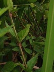 Orthosiphon aristatus