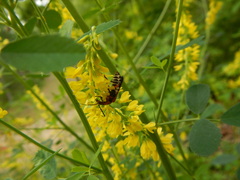 Chauliognathus marginatus