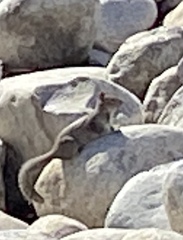 Otospermophilus beecheyi