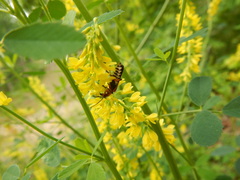 Chauliognathus marginatus