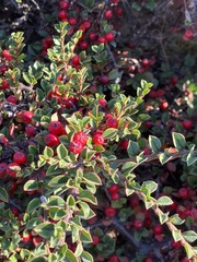Cotoneaster horizontalis