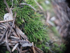 Amblystegium serpens