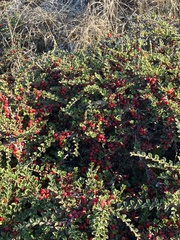 Cotoneaster horizontalis