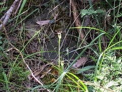 Pterostylis pedunculata