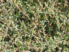 Polygonum aviculare