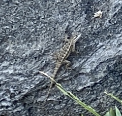 Sceloporus occidentalis